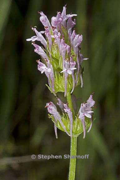 plectritis ciliosa 5 graphic